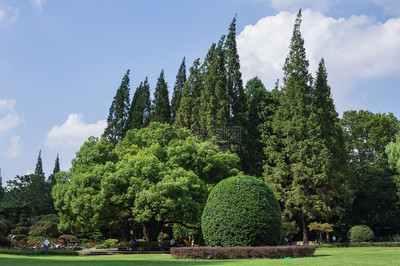 藍(lán)天白云樹林草地景觀風(fēng)景圖片素材_免費(fèi)下載_jpg圖片格式_VRF高清圖片 .
